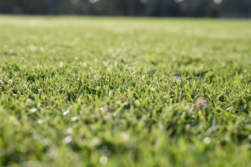 Prevent Weed Growth By Replacing Sod!